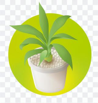 Foliage plant Foliage plant