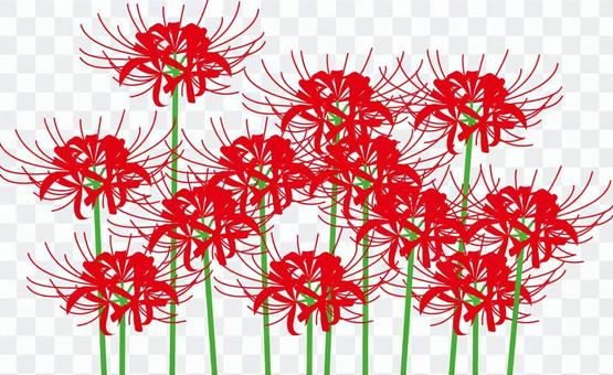 cluster amaryllis cluster amaryllis