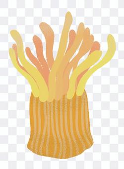 Illustration of sea anemone Illustration of sea anemone