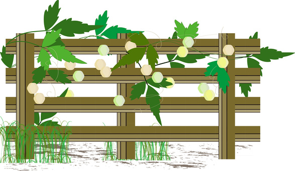 Balloon vine on the fence Balloon vine on the fence