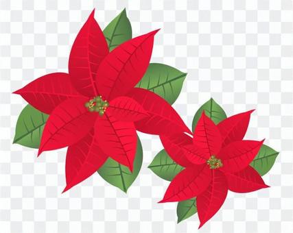 Poinsettia's illustration 2 Poinsettia's illustration 2