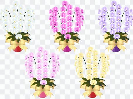 Moth orchid potted plant set Moth orchid potted plant set