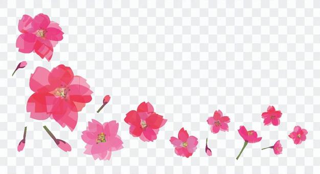 Flowers of peach and cherry blossoms Flowers of peach and cherry blossoms