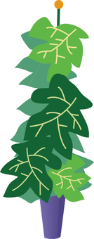 Foliage plant Foliage plant