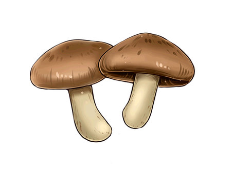Shiitake mushroom Shiitake mushroom