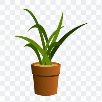 Foliage plant Foliage plant