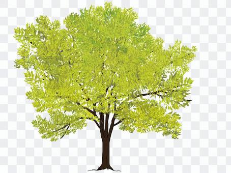 Street tree (new green) Street tree (new green)