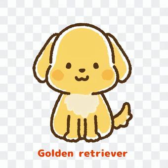 Golden Retriever Front Golden Retriever Front