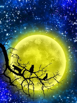 Cats and Super Moon ♬ Cats and Super Moon ♬