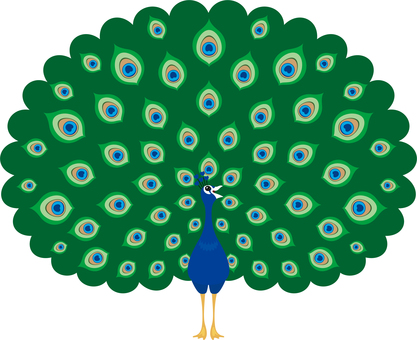 Peacock with spread wings Peacock with spread wings