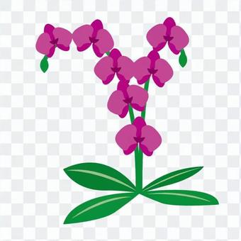 Phalaenopsis orchid Phalaenopsis orchid