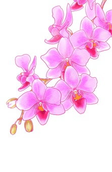 Phalaenopsis orchid (background, no water drops) Phalaenopsis orchid (background, no water drops)