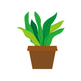 Foliage plant Foliage plant