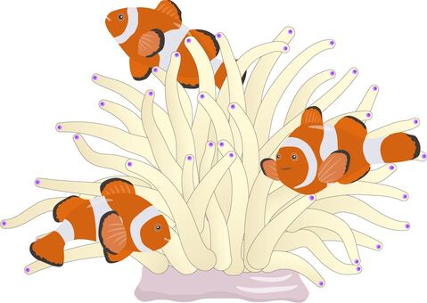 Clownfish and Syrite Sea Anemone Clownfish and Syrite Sea Anemone