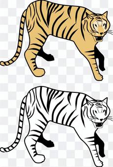 Tiger tiger carnivorous menacing barking Tiger tiger carnivorous menacing barking