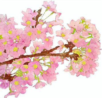 Cherry blossom watercolor painting (astringent) Cherry blossom watercolor painting (astringent)