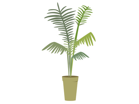 Foliage plant Foliage plant