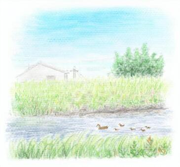 Ducks in the river Ducks in the river