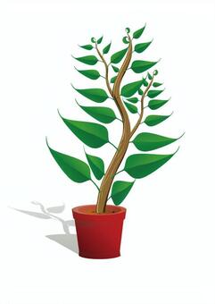 Foliage plant Foliage plant