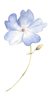 Small Flower 8 - Flowering Small Flower 8 - Flowering