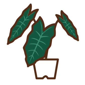 Foliage plant Foliage plant