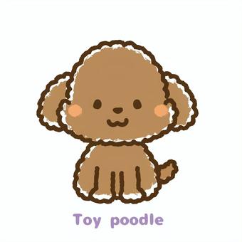 Toy poodle front Toy poodle front