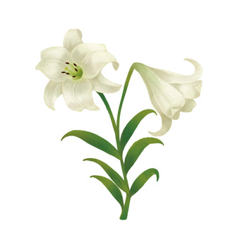 White lily White lily