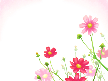 Flower frame card-Autumn cosmos side Flower frame card-Autumn cosmos side