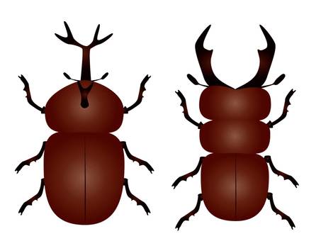 Illustration of beetles and stag beetles Illustration of beetles and stag beetles