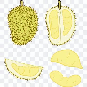 Durian cross section pulp Durian cross section pulp