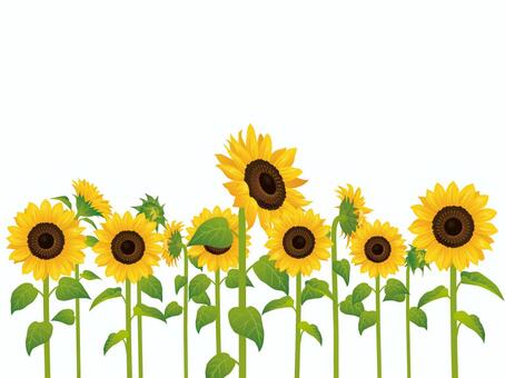 Summer flower · Sunflower (sunflower) multiple 01 Summer flower · Sunflower (sunflower) multiple 01