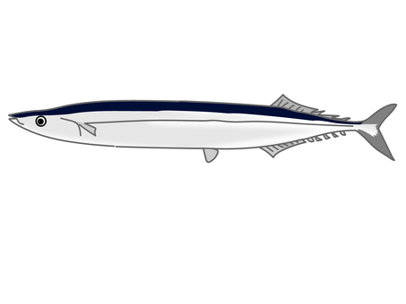 Illustration of fish saury Autumn taste Illustration of fish saury Autumn taste