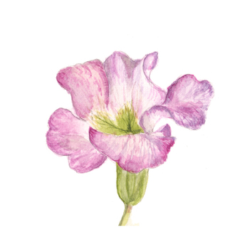 Flower 12 - Pink Primula Flower 12 - Pink Primula