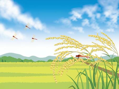 Blue sky, rice paddies and ear rice Blue sky, rice paddies and ear rice