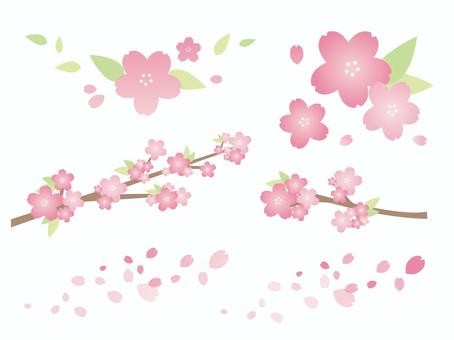 樱桃树 樱桃树