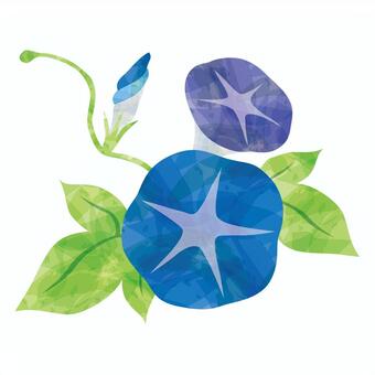 Summer flower / morning glory Summer flower / morning glory