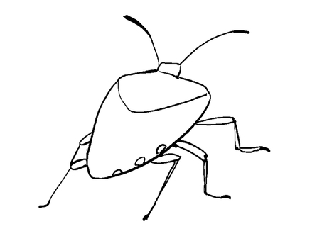Stink bug Stink bug