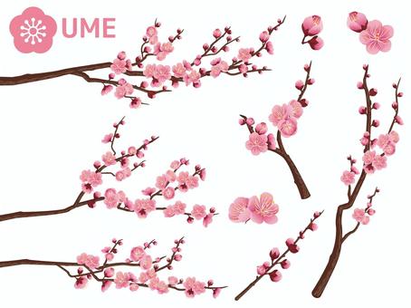 Cut out branches of New Year plum _ light pink 03 Cut out branches of New Year plum _ light pink 03