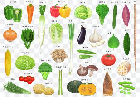 Vegetable illustration set with name Vegetable illustration set with name