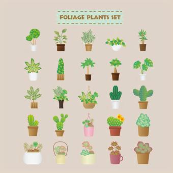 Foliage plant Foliage plant