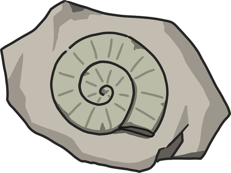 Ammonite fossil Ammonite fossil
