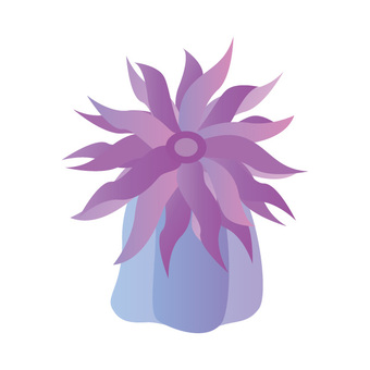 Murasaki sea anemone Murasaki sea anemone