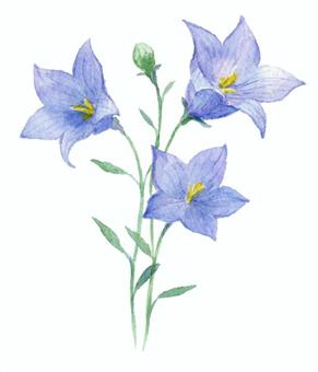 Autumn flowers drawing with transparent watercolor Autumn flowers drawing with transparent watercolor