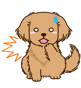 Amazing golden retriever Amazing golden retriever