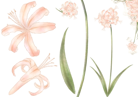 Diamond lily illustration original set Diamond lily illustration original set