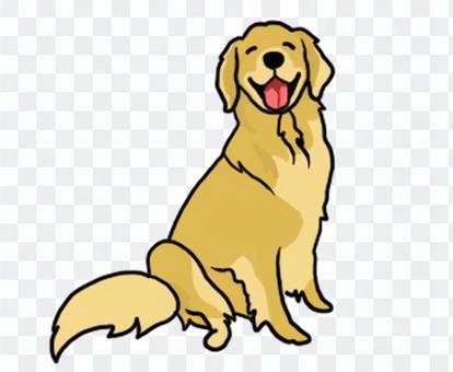 Golden retriever Golden retriever