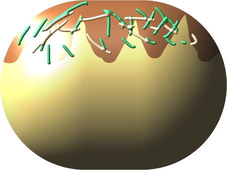 Three-dimensional takoyaki (transparent background) Three-dimensional takoyaki (transparent background)