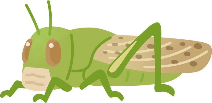 Desert locust (adult / lonely phase) Desert locust (adult / lonely phase)