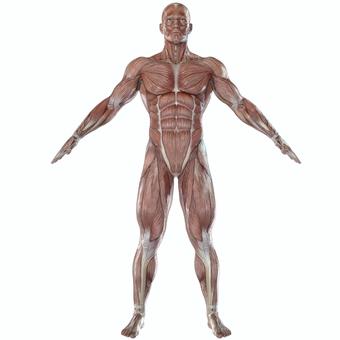 Skeletal muscle front of man Skeletal muscle front of man